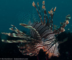 BD-090925-Lembeh-9253929-Pterois-volitans-(Linnaeus.-1758)-[Red-lionfish.-Drakfisk].jpg